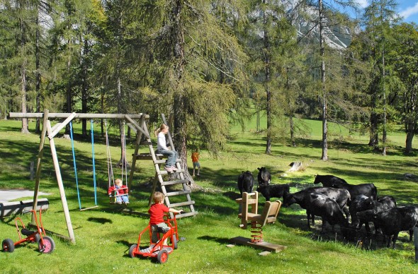 Angus-Rinder am Kinderspielplatz